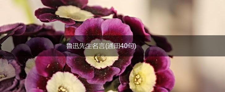 鲁迅先生名言(通用40句),第1张