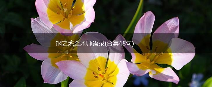 钢之炼金术师语录(合集48句),第1张