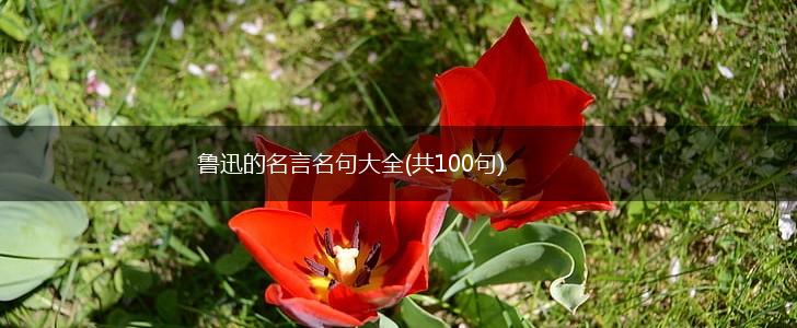 鲁迅的名言名句大全(共100句),第1张