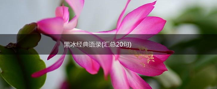 黑冰经典语录(汇总20句),第1张