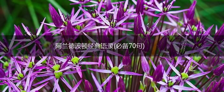 阿兰德波顿经典语录(必备70句),第1张