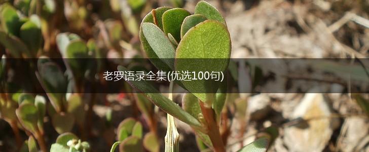 老罗语录全集(优选100句),第1张