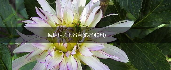 诚信相关的名言(必备40句),第1张