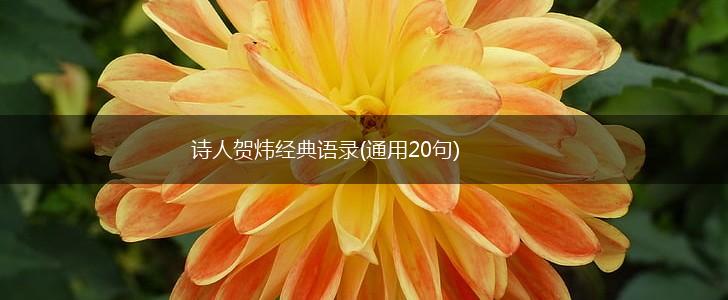 诗人贺炜经典语录(通用20句),第1张