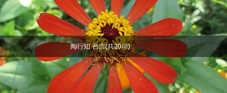 陶行知 名言(共20句),第1张