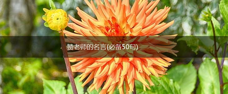 赞老师的名言(必备50句),第1张