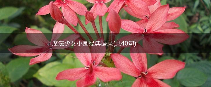 魔法少女小圆经典语录(共40句),第1张