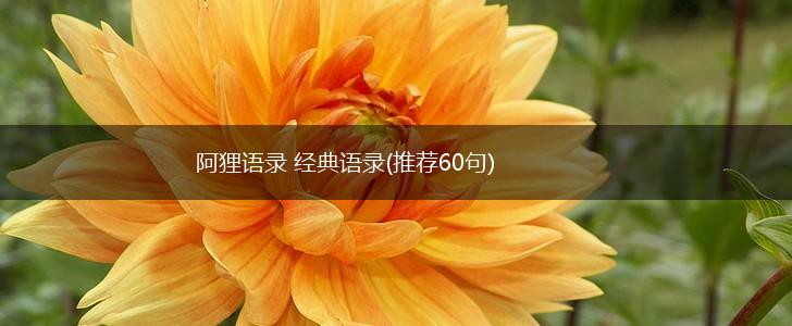 阿狸语录 经典语录(推荐60句),第1张