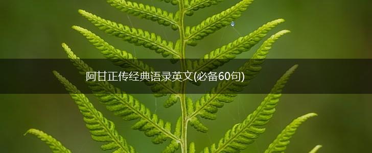 阿甘正传经典语录英文(必备60句),第1张