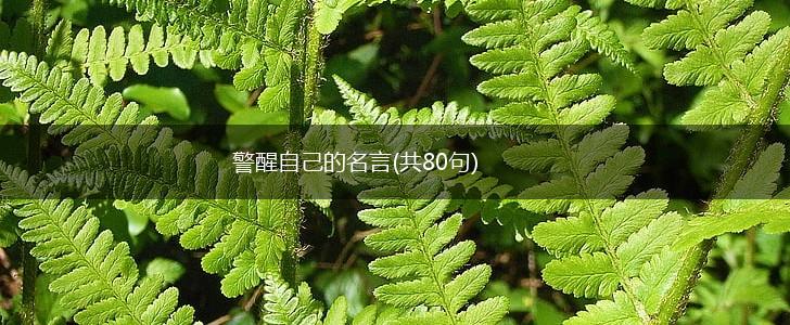 警醒自己的名言(共80句),第1张 警醒自己的名言(共80句),第1张