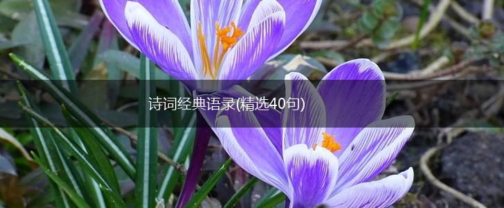 诗词经典语录(精选40句),第1张
