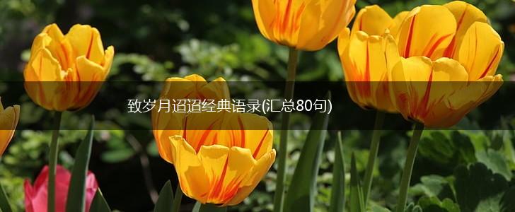 致岁月迢迢经典语录(汇总80句),第1张