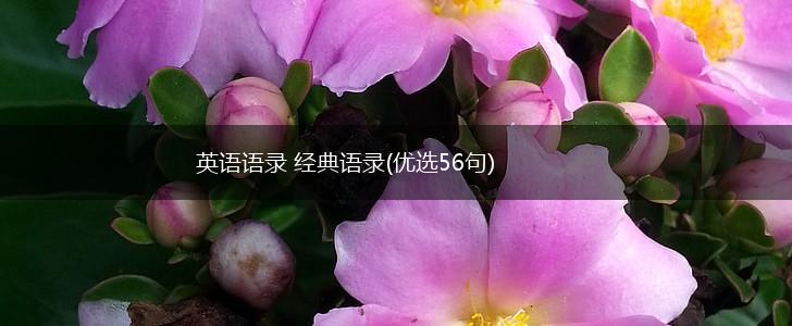 英语语录 经典语录(优选56句),第1张