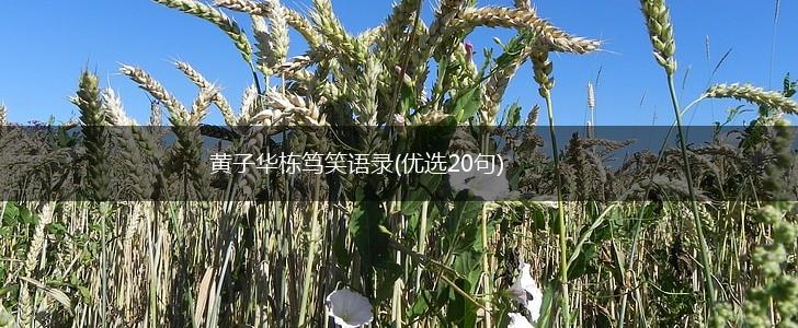 黄子华栋笃笑语录(优选20句),第1张