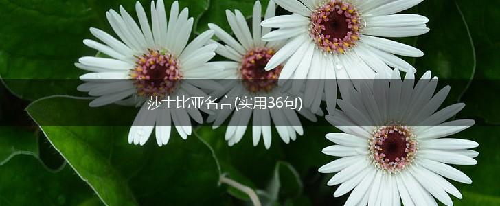 莎士比亚名言(实用36句),第1张 莎士比亚名言(实用36句),第1张