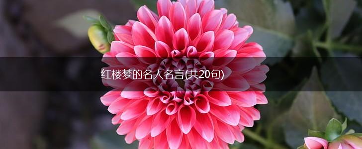 红楼梦的名人名言(共20句),第1张 红楼梦的名人名言(共20句),第1张