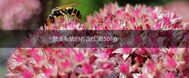 赞美友情的名言(汇总50句),第1张 赞美友情的名言(汇总50句),第1张