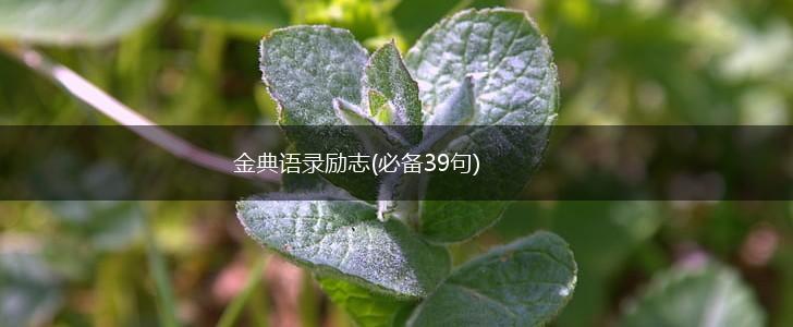 金典语录励志(必备39句),第1张