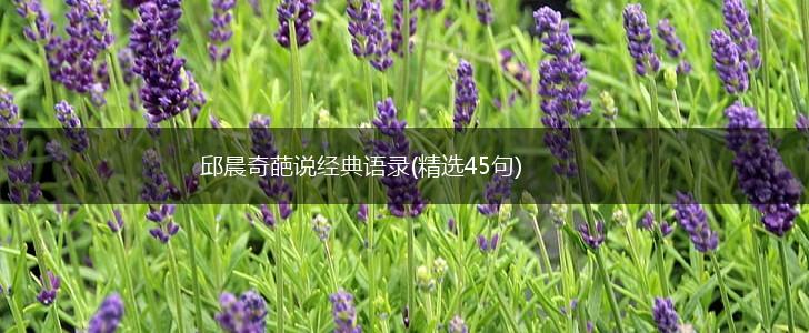 邱晨奇葩说经典语录(精选45句),第1张
