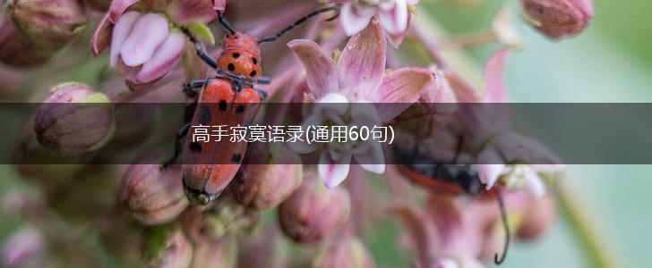 高手寂寞语录(通用60句),第1张