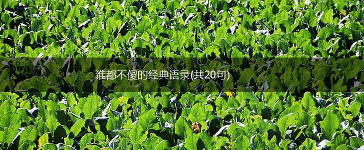 谁都不傻的经典语录(共20句),第1张