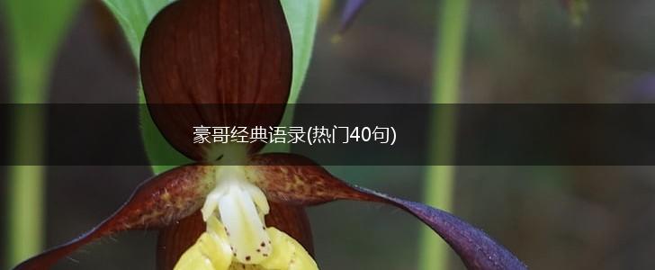 豪哥经典语录(热门40句),第1张
