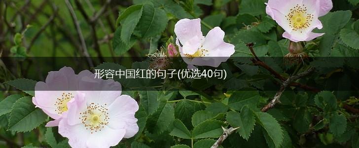 形容中国红的句子(优选40句),第1张