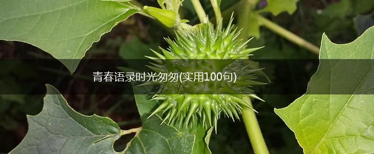 青春语录时光匆匆(实用100句),第1张