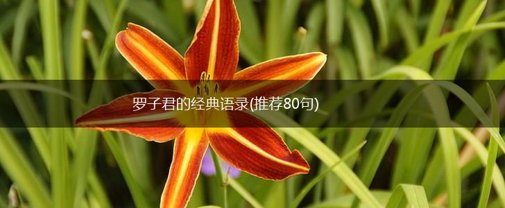 罗子君的经典语录(推荐80句),第1张