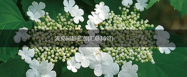 麦克阿瑟名言(汇总36句),第1张