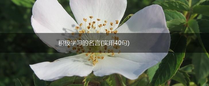 积极学习的名言(实用40句),第1张 积极学习的名言(实用40句),第1张