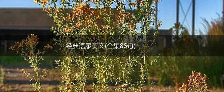 经典语录英文(合集86句),第1张