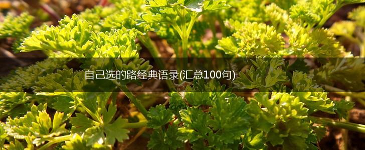 自己选的路经典语录(汇总100句),第1张
