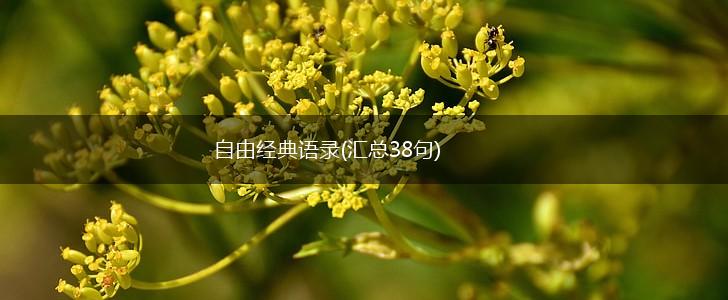 自由经典语录(汇总38句),第1张