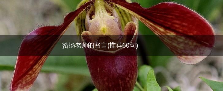 赞扬老师的名言(推荐60句),第1张