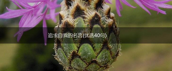 追求自我的名言(优选40句),第1张