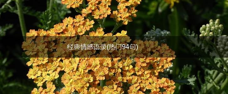 经典情感语录(热门94句),第1张
