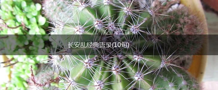 长安乱经典语录(10句),第1张