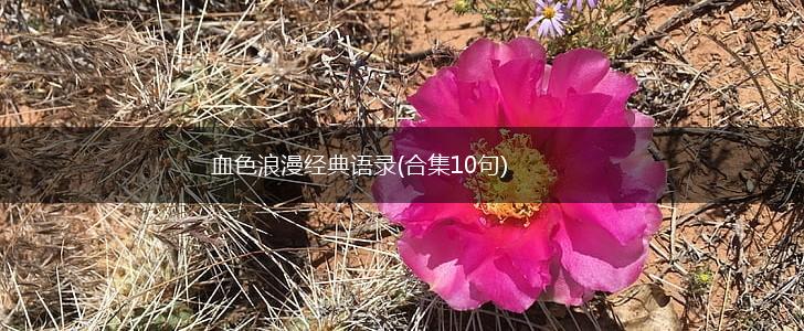 血色浪漫经典语录(合集10句),第1张