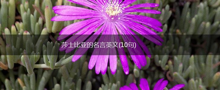 莎士比亚的名言英文(10句),第1张 莎士比亚的名言英文(10句),第1张