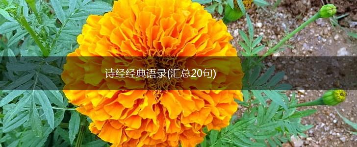 诗经经典语录(汇总20句),第1张