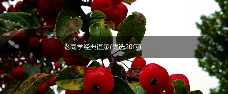 老同学经典语录(优选20句),第1张