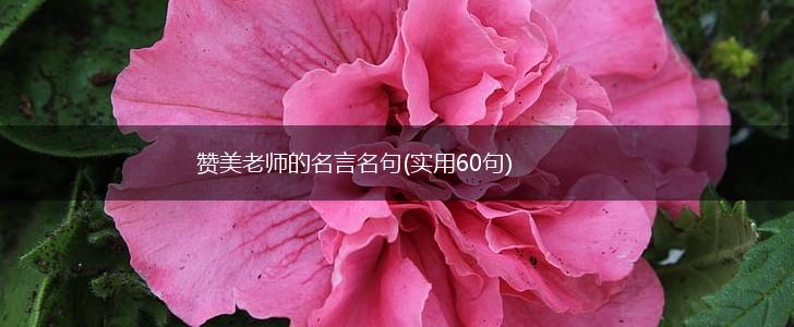 赞美老师的名言名句(实用60句),第1张