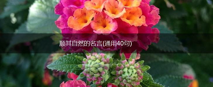 顺其自然的名言(通用40句),第1张