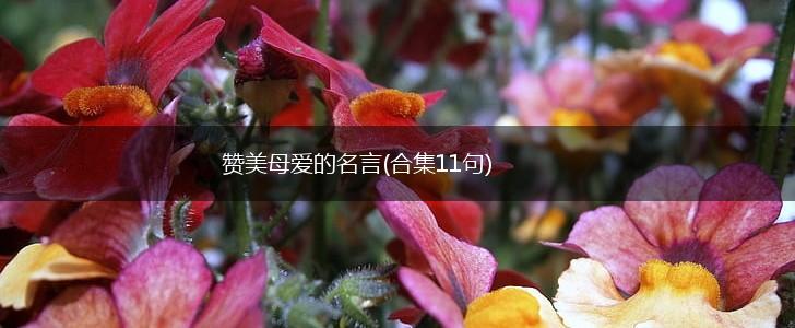 赞美母爱的名言(合集11句),第1张