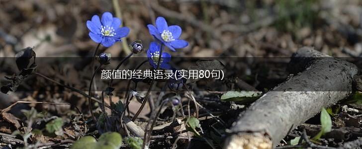 颜值的经典语录(实用80句),第1张