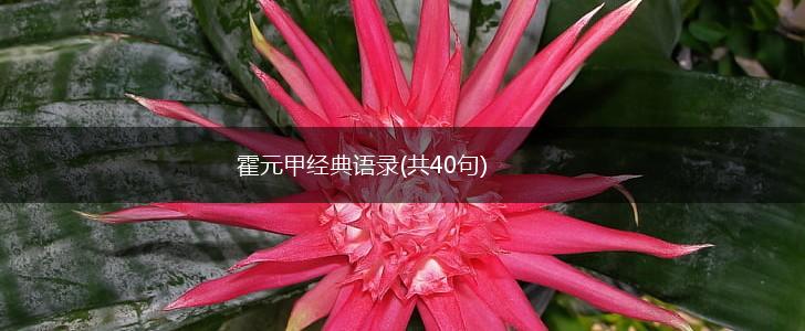 霍元甲经典语录(共40句),第1张