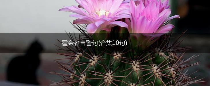 霍金名言警句(合集10句),第1张