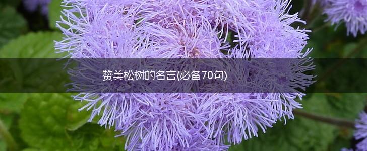 赞美松树的名言(必备70句),第1张 赞美松树的名言(必备70句),第1张