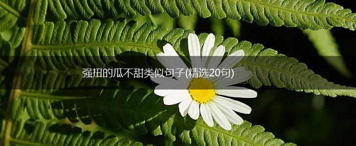 强扭的瓜不甜类似句子(精选20句),第1张